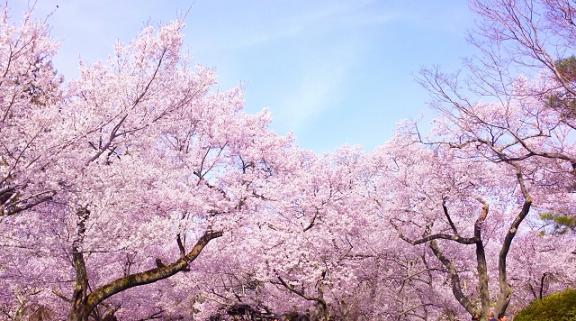 桜 開花予想と思い出と ぱぱの息抜き日記